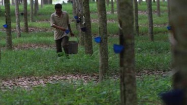 First Resources Akuisisi Kebun Karet Borneo Damai Lestari di Kaltim